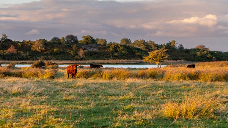 Cattle on heathland with lake behind. In foreground is a brown cow looking straight to camera.
